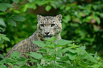 微软：我们相信《使命召唤》系列游戏能在NS上原生运行