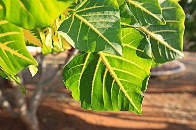 《黑道圣徒：重启版》将推出至少3个DLC章节